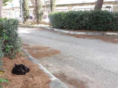 ...altri oziano all�ombra dei pini